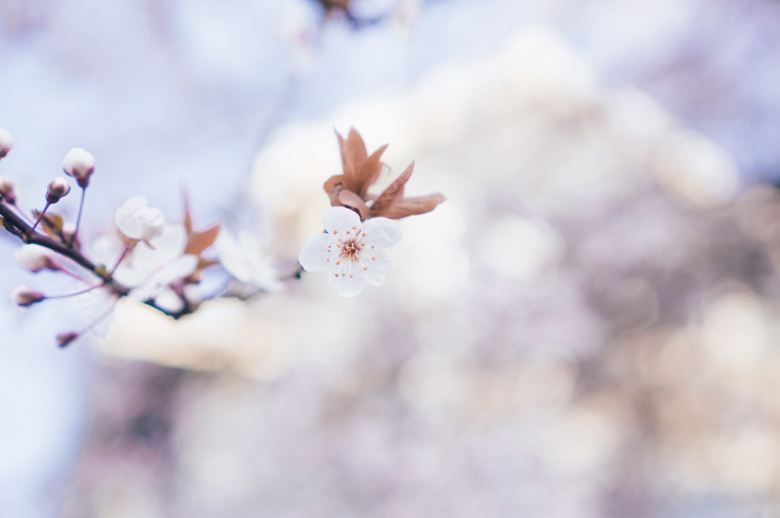 closeup photo of brown flowers